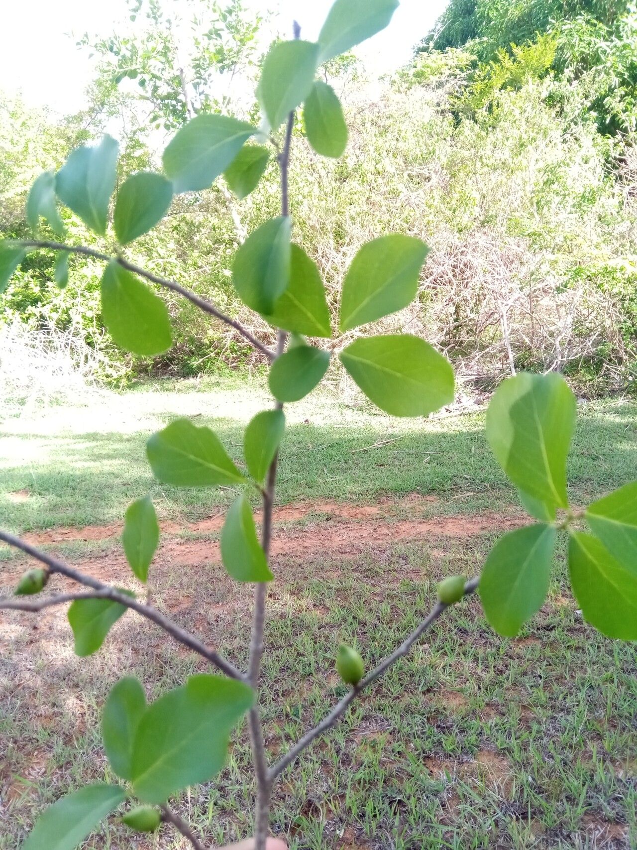 Ludia suarezensis — houseplant care guide