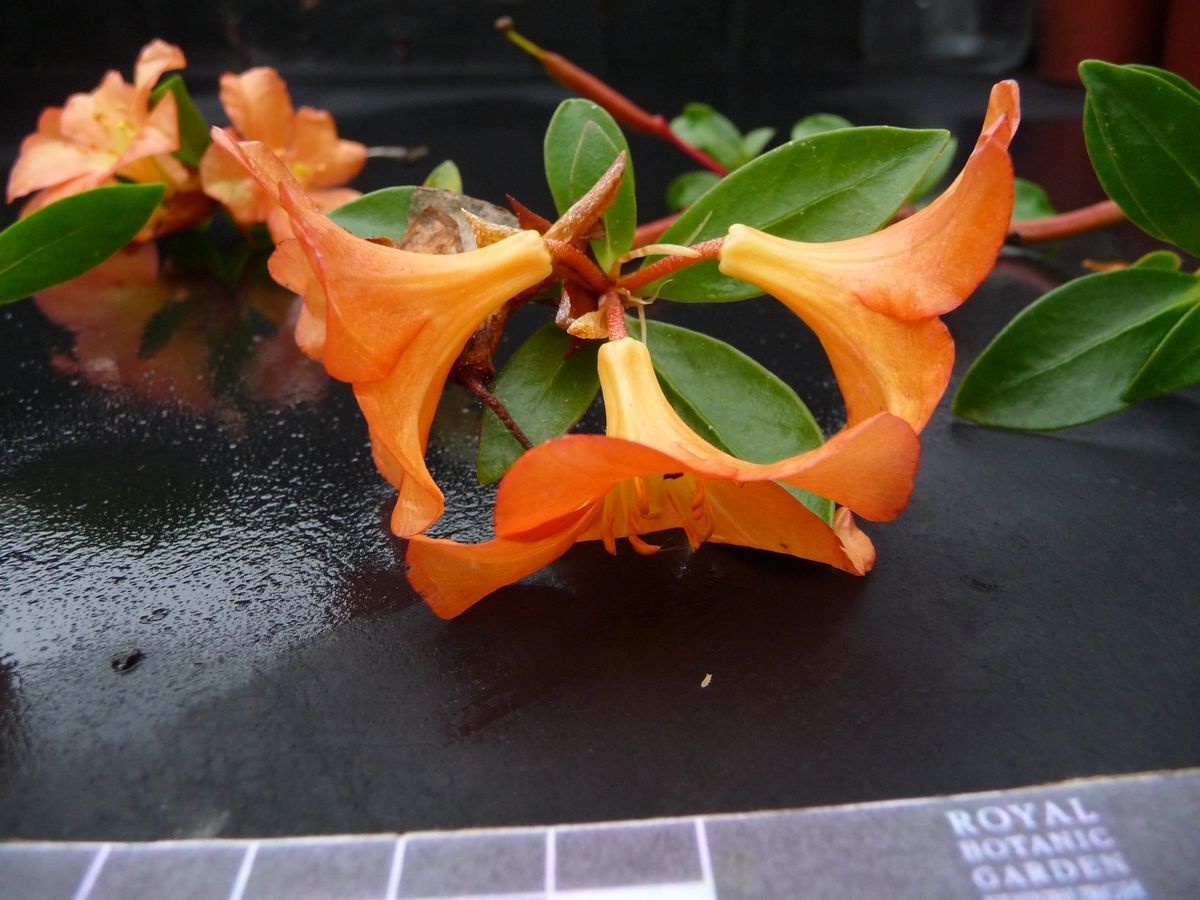 Rhododendron acrophilum flower