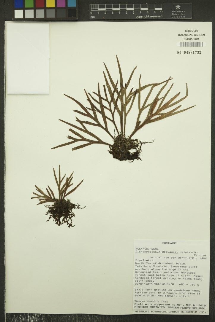 Pleopeltis desvauxii leaf