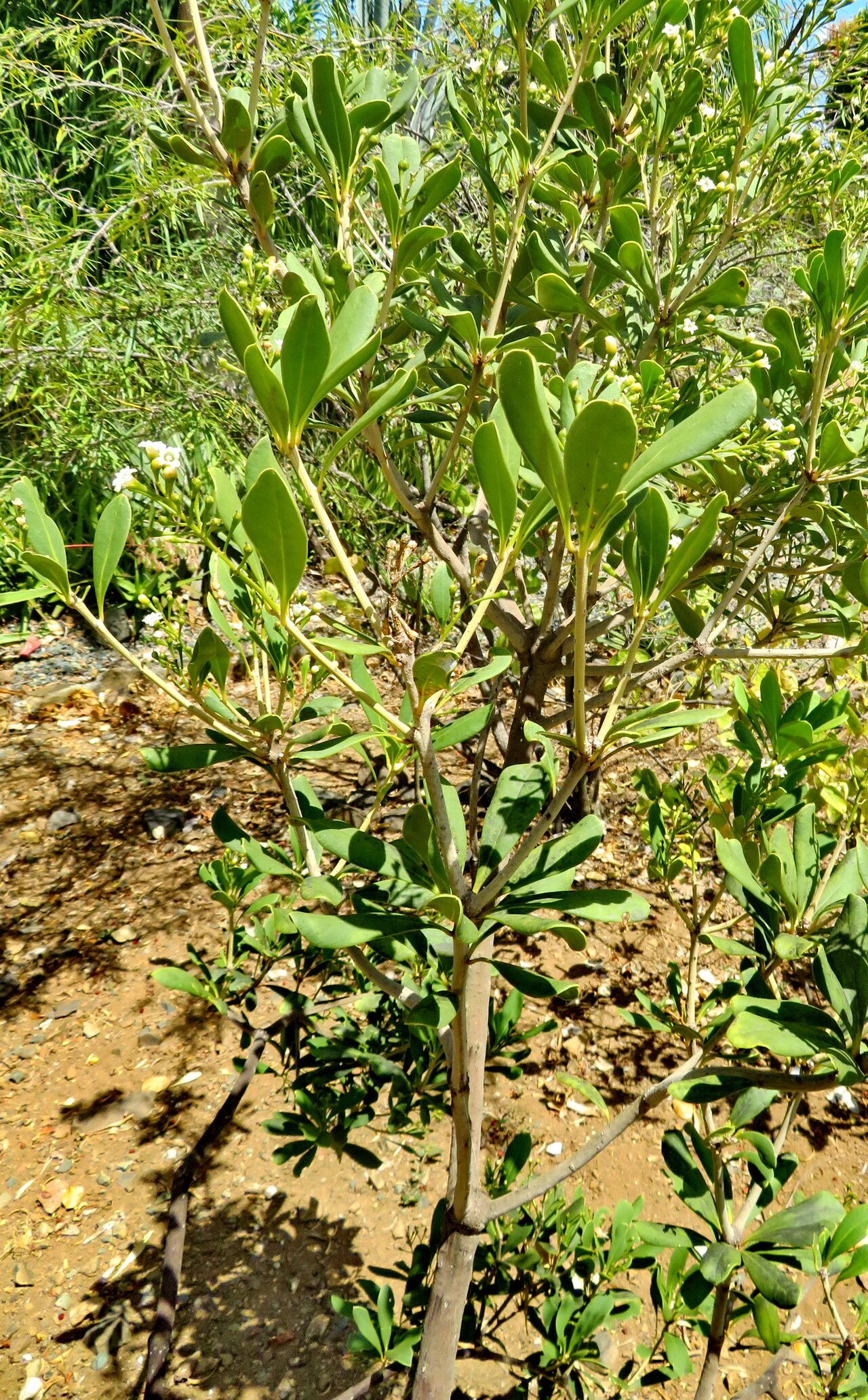 Jacquinia arborea habit
