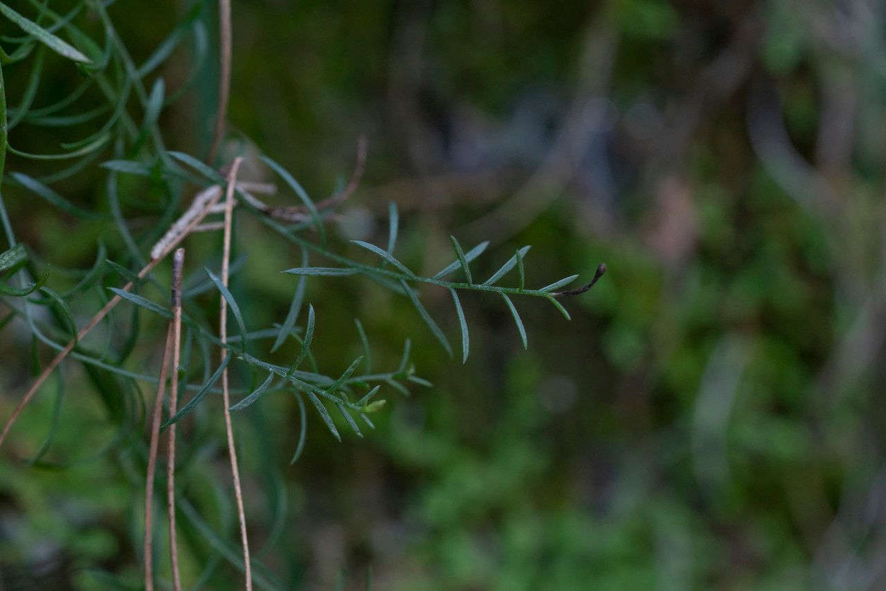 Galatella cretica — related species from the same genus