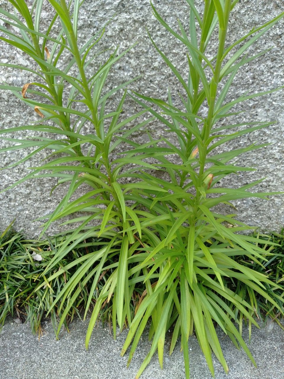 Lilium formosanum — search result for 'Liliaceae'