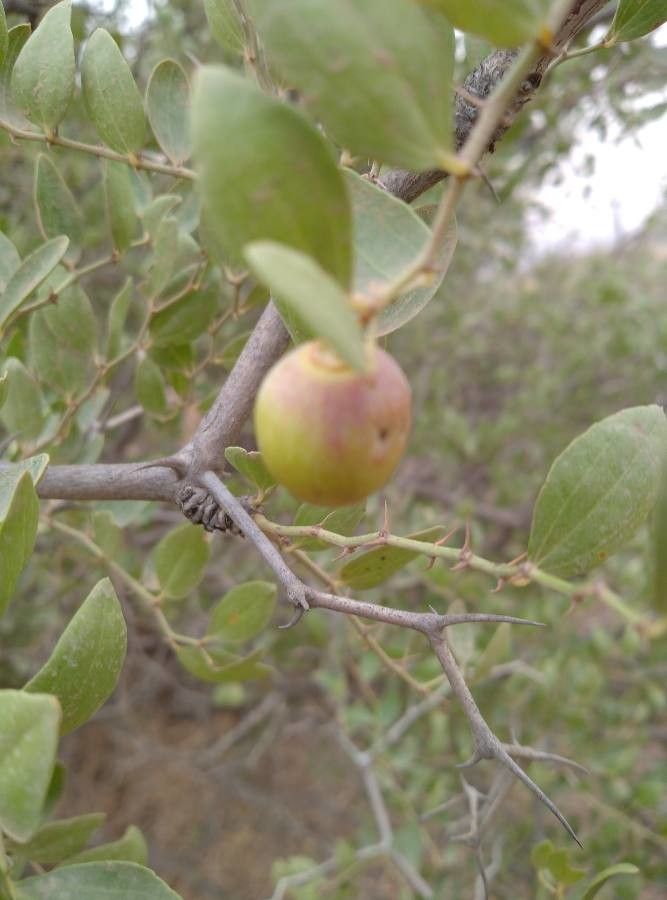 Ziziphus lotus fruit