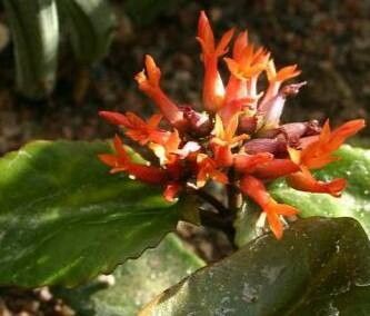 Kalanchoe usambarensis flower