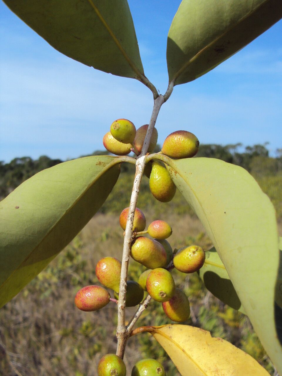 Eugenia astringens fruit