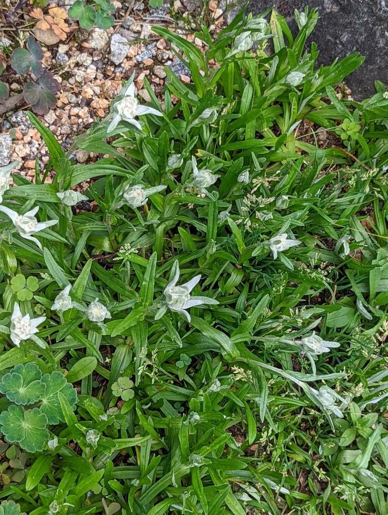 Leontopodium kurilense — search result for 'Leontopodium'