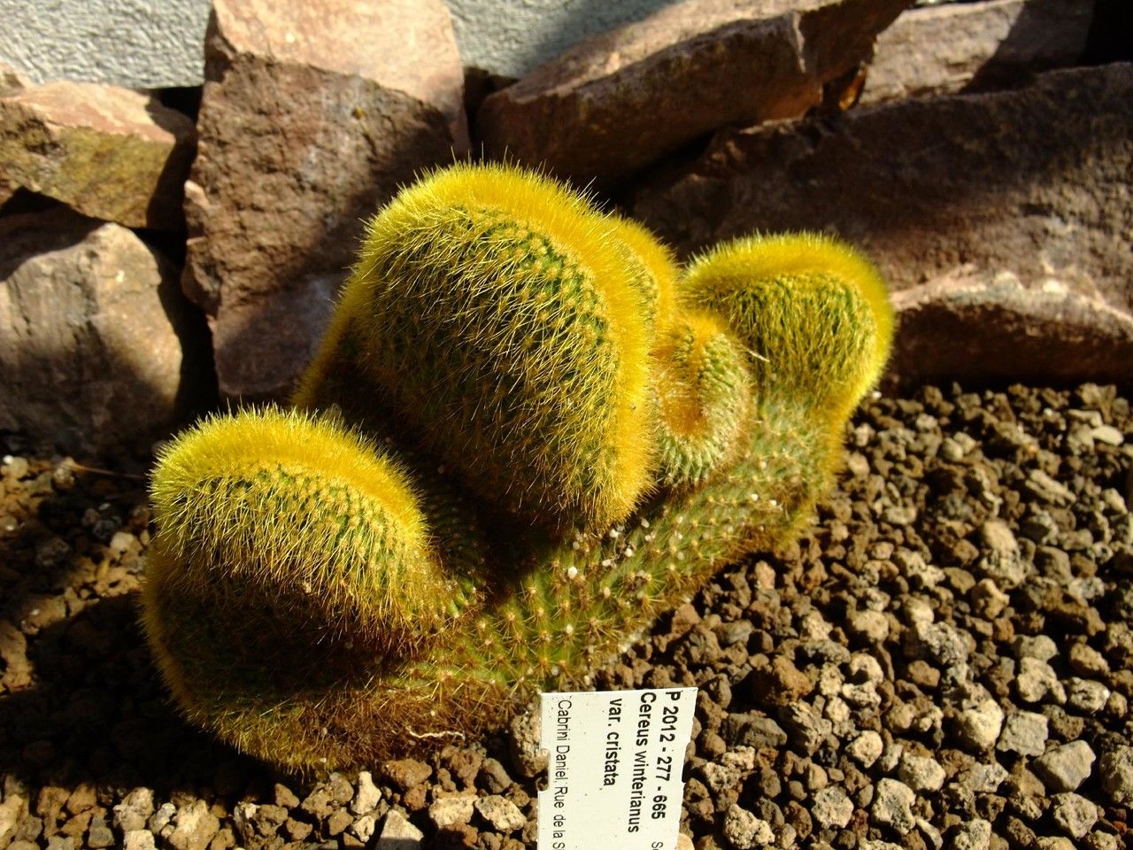 Weberbauerocereus winterianus habit