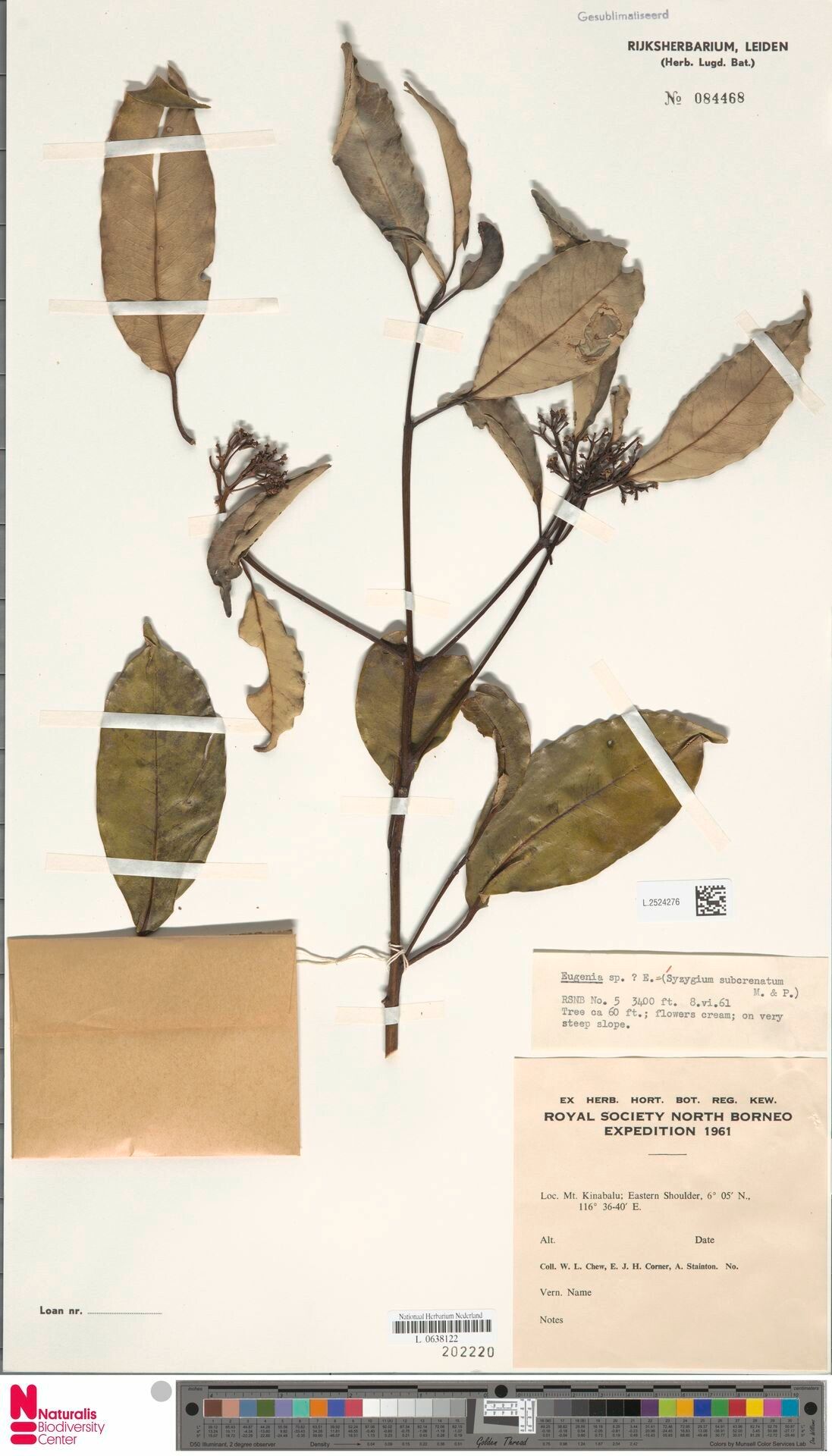 Syzygium subcrenatum — houseplant care guide