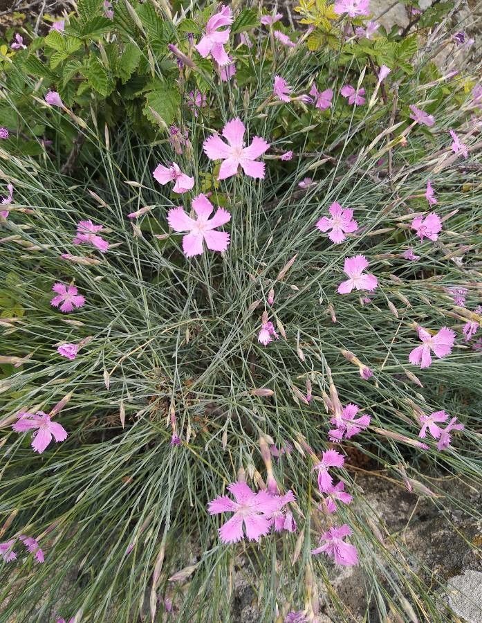 Dianthus rupicola habit