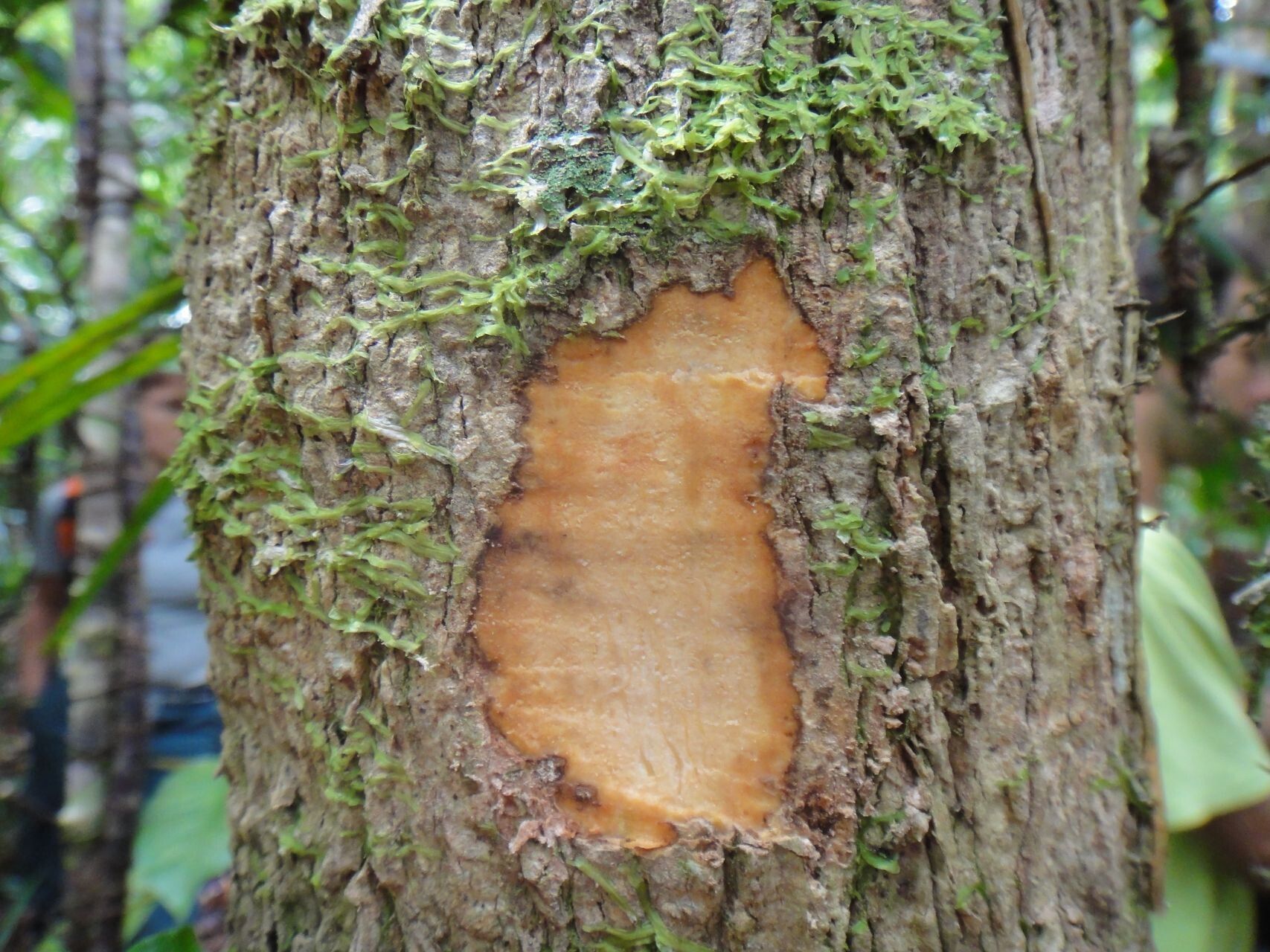 Hedycarya parvifolia bark