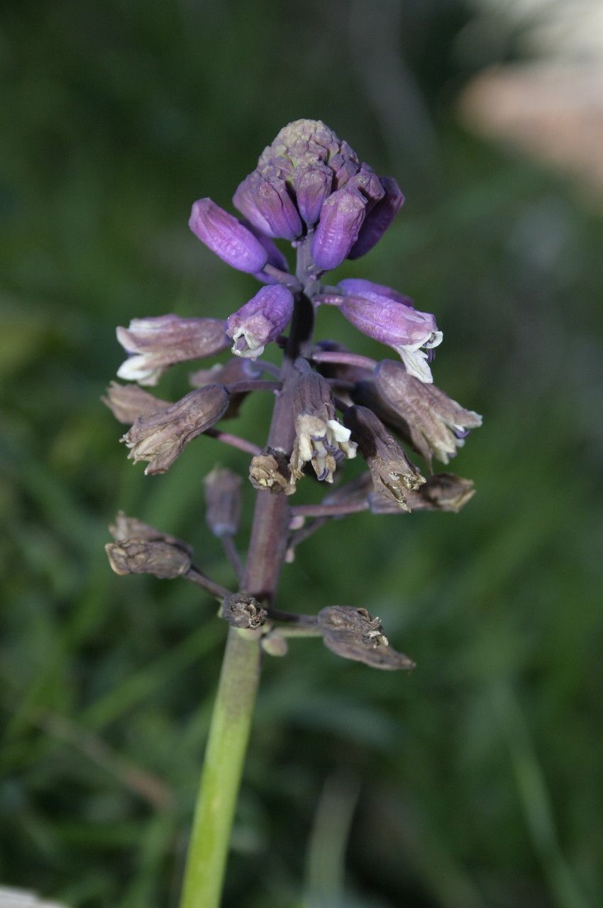Bellevalia mauritanica flower