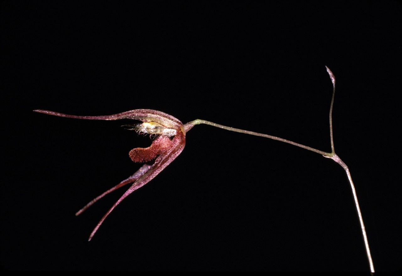 Specklinia aristata flower