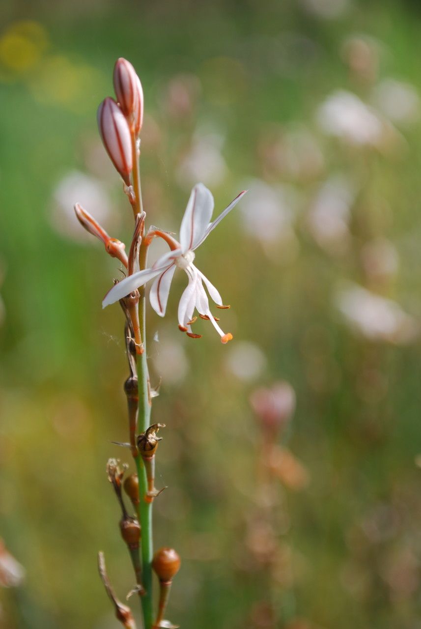 Asphodelus fistulosus flower