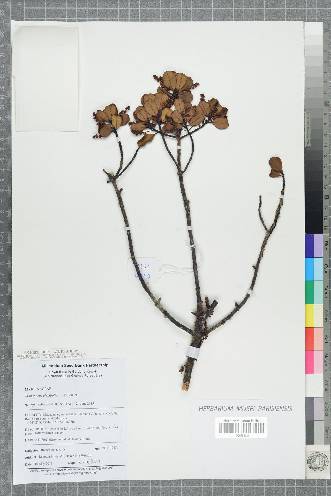 Monoporus clusiifolius — related species from the same genus
