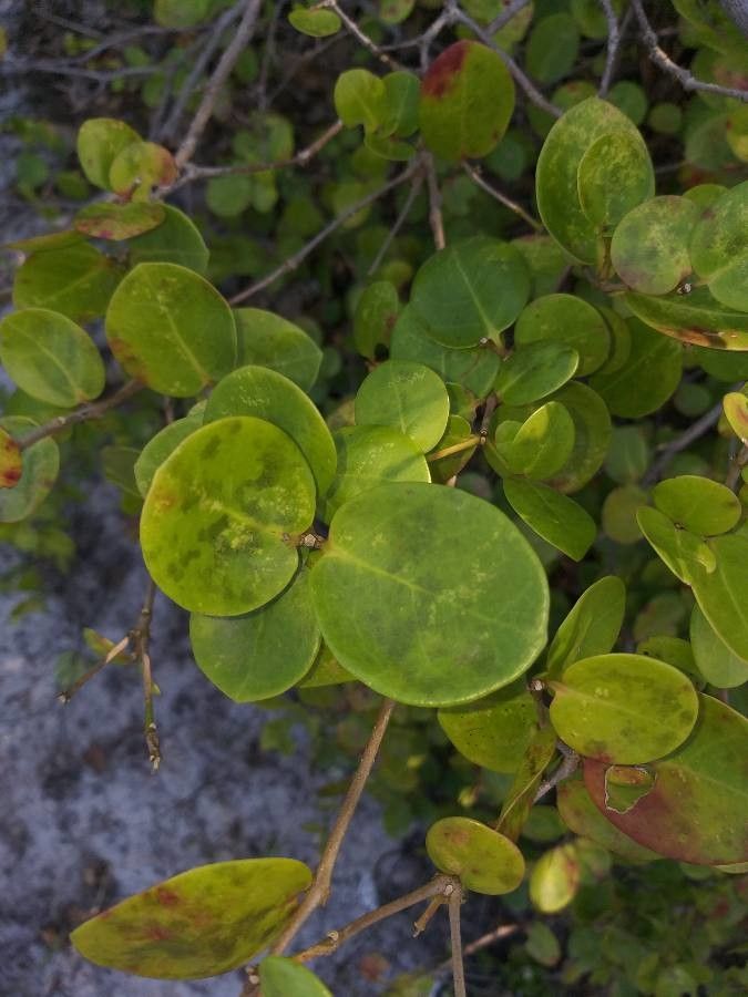 Erythroxylum ovalifolium — houseplant care guide