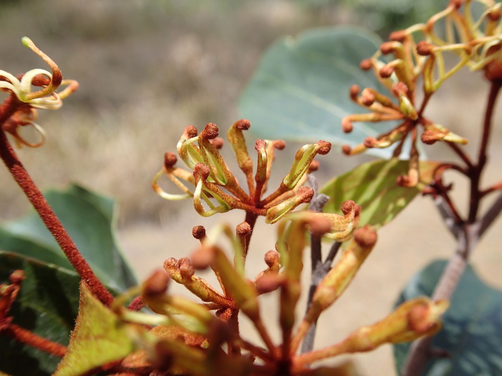 Stenocarpus rubiginosus fruit