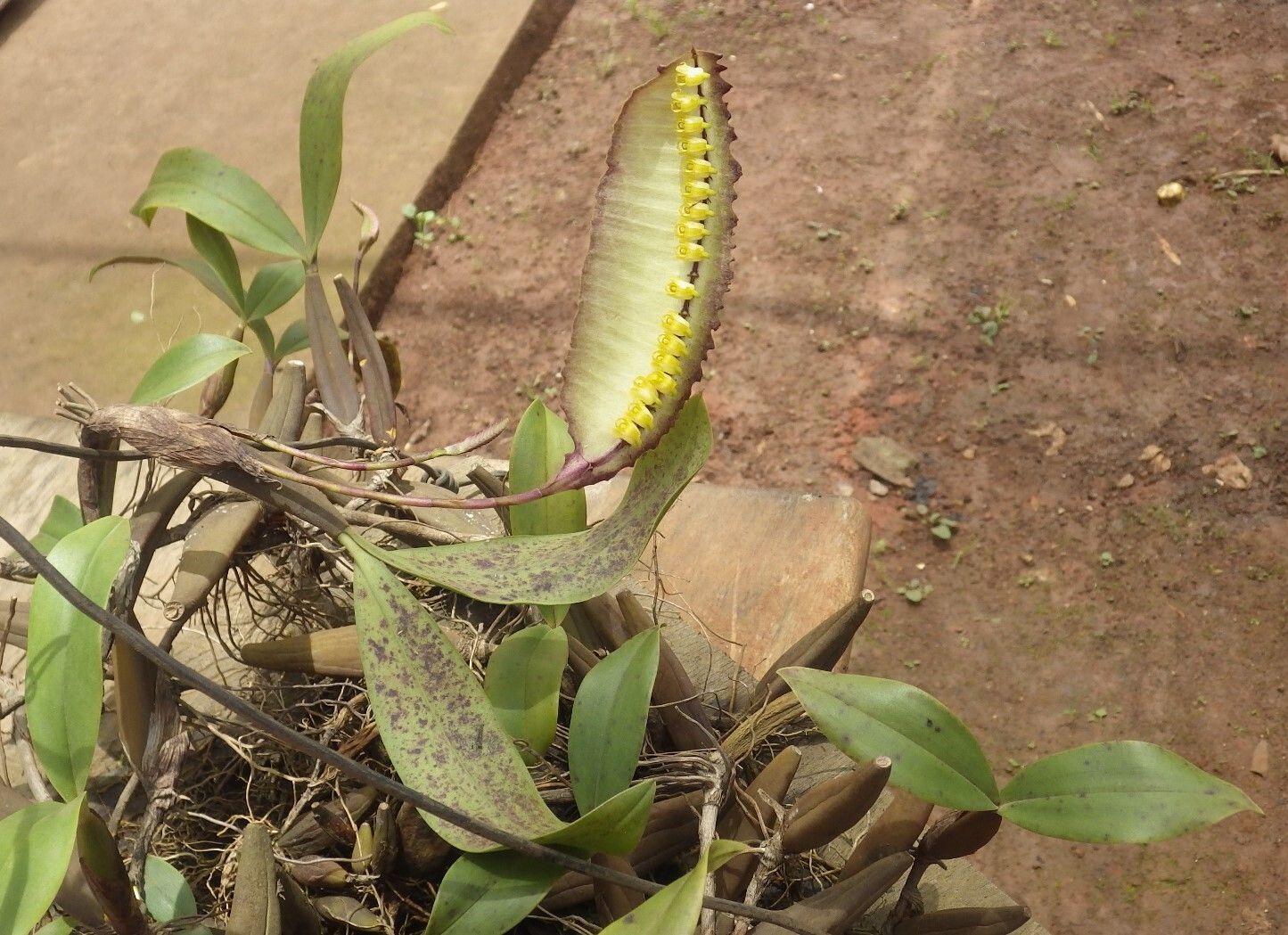 Bulbophyllum renkinianum — houseplant care guide