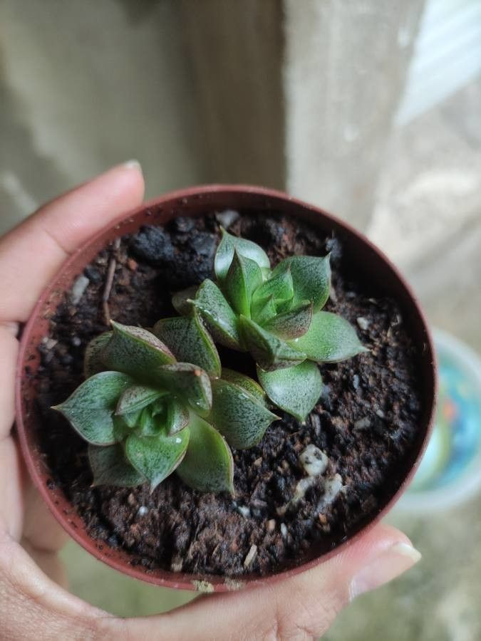 Echeveria purpusiorum habit