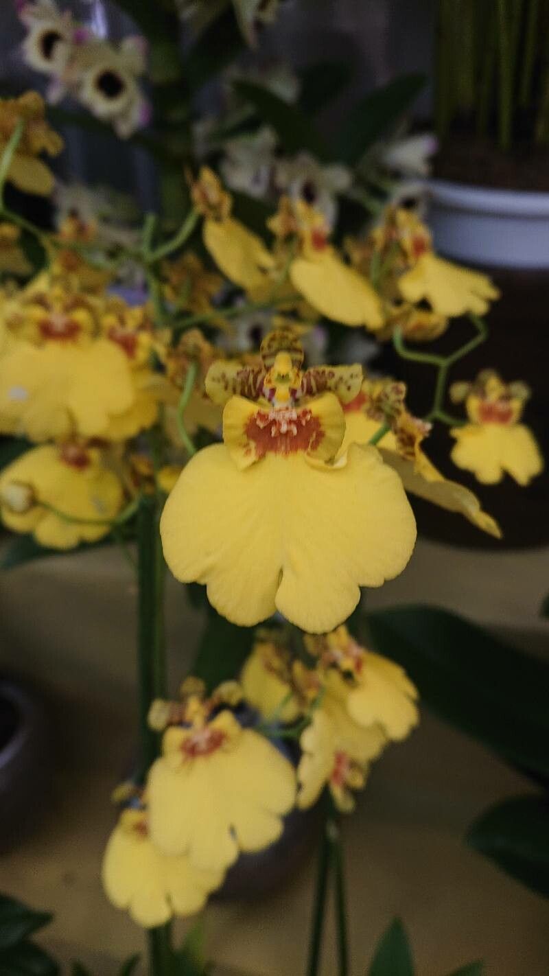 Rossioglossum ampliatum — related species from the same genus