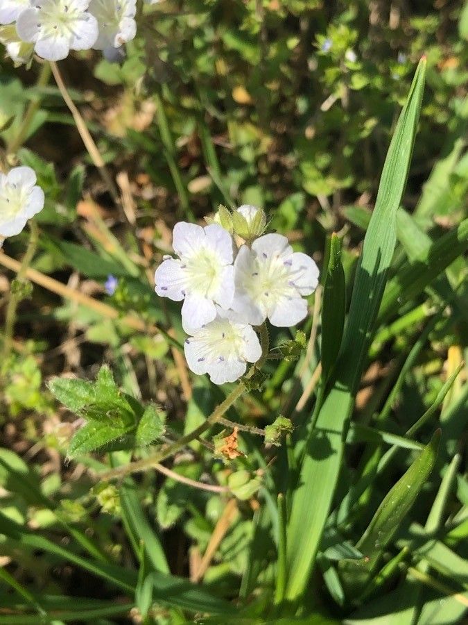 Phacelia dubia — houseplant care guide