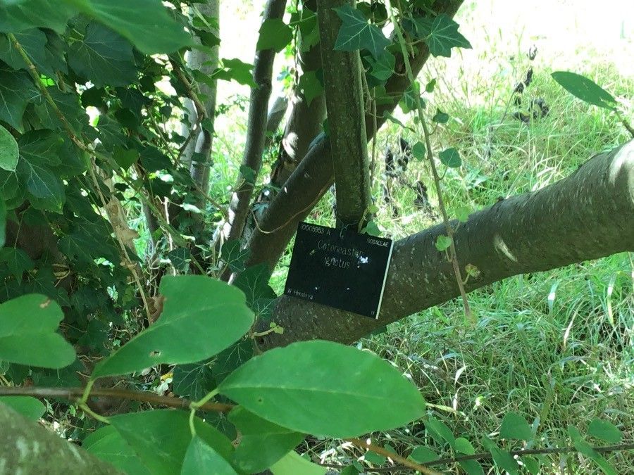 Cotoneaster ignotus bark