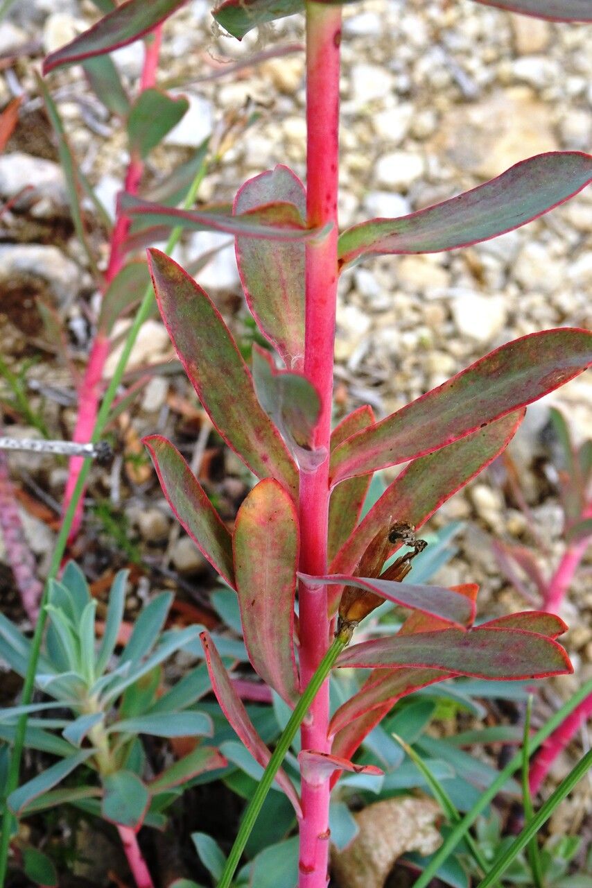 Euphorbia nicaeensis leaf