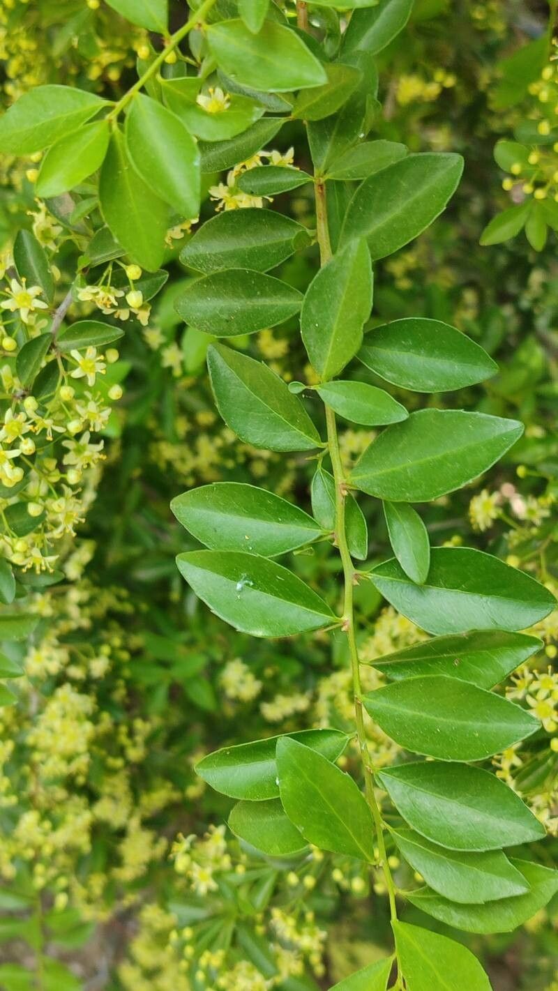 Putterlickia pyracantha — houseplant care guide