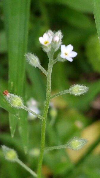 Myosotis macrosperma bark
