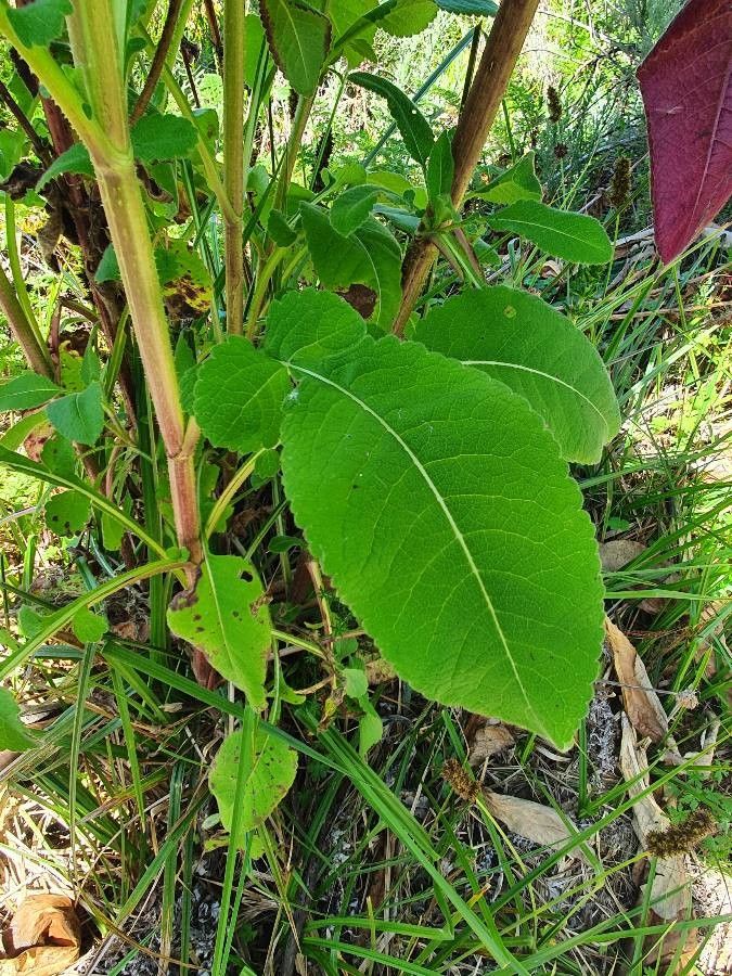 Dipsacus pinnatifidus — search result for 'Dipsacus'