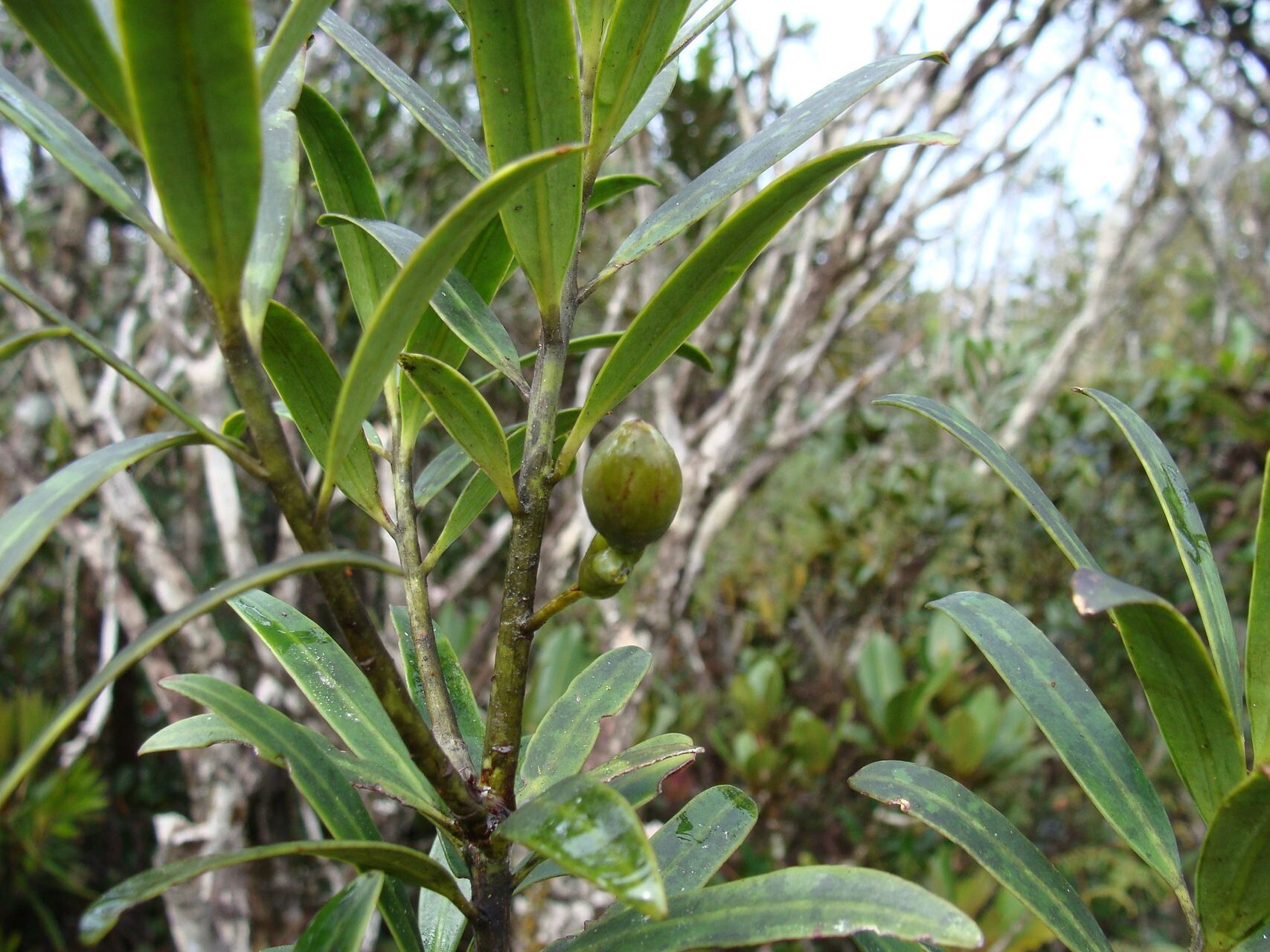 Podocarpus lucienii habit