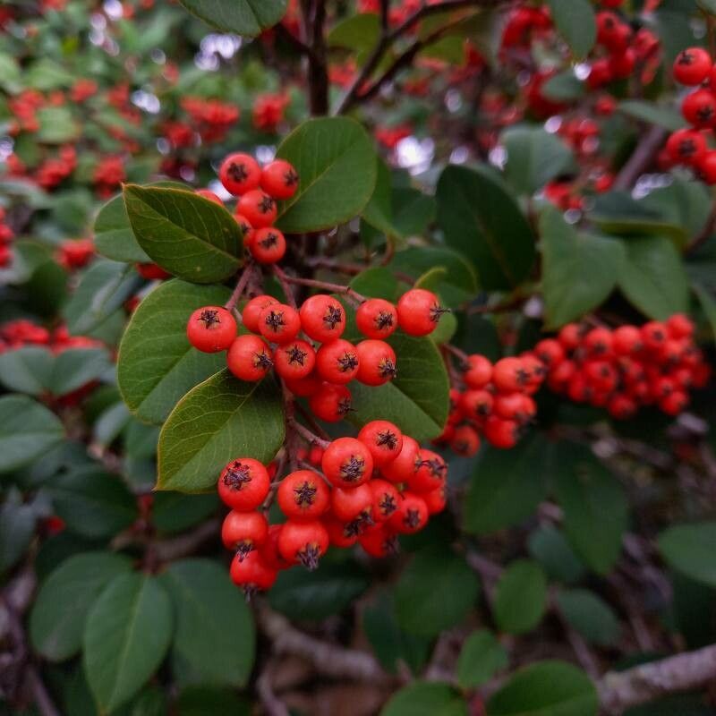 Cotoneaster glaucophyllus fruit