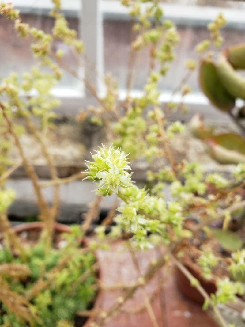 Sedum ebracteatum flower