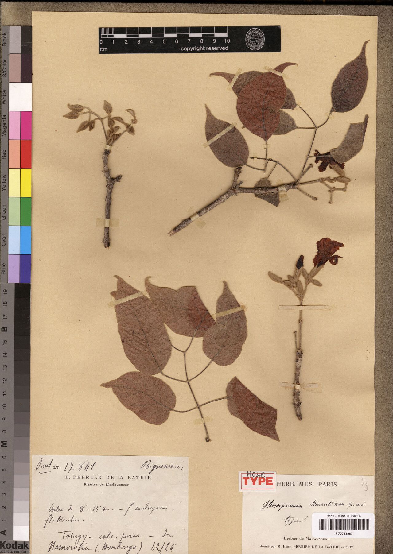 Stereospermum tomentosum — search result for 'Stereospermum'