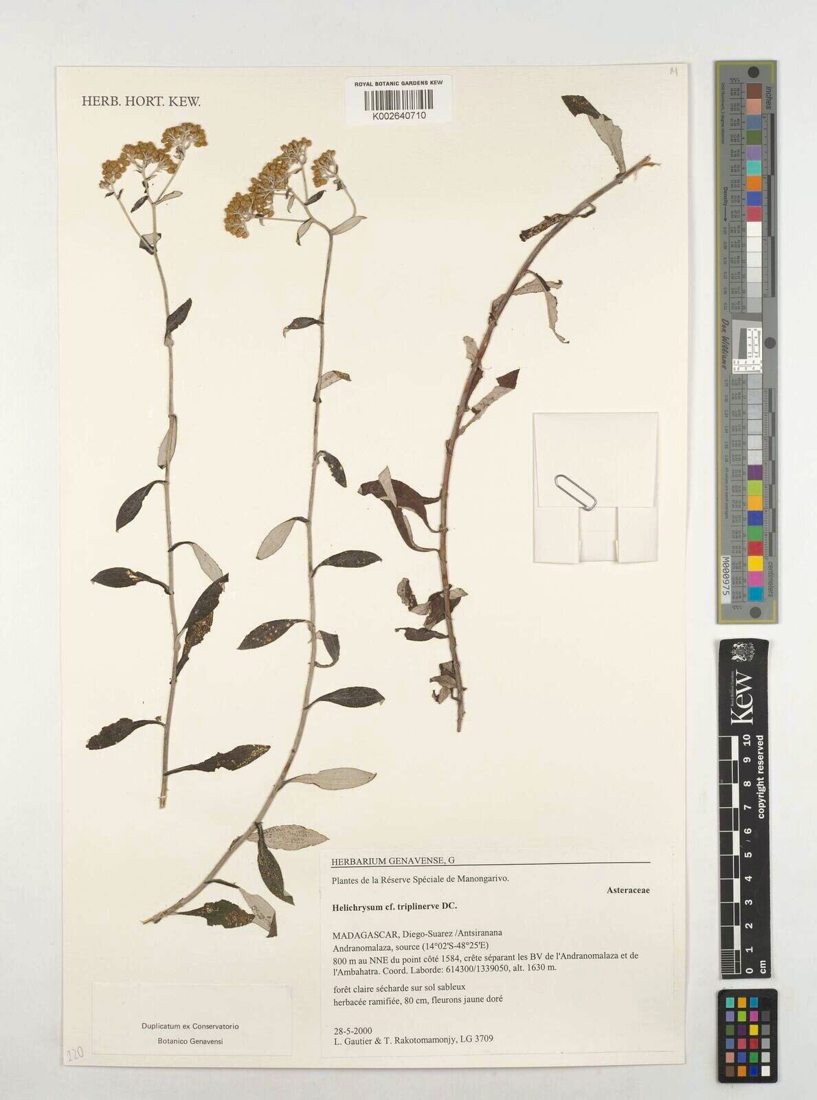 Helichrysum triplinerve — houseplant care guide