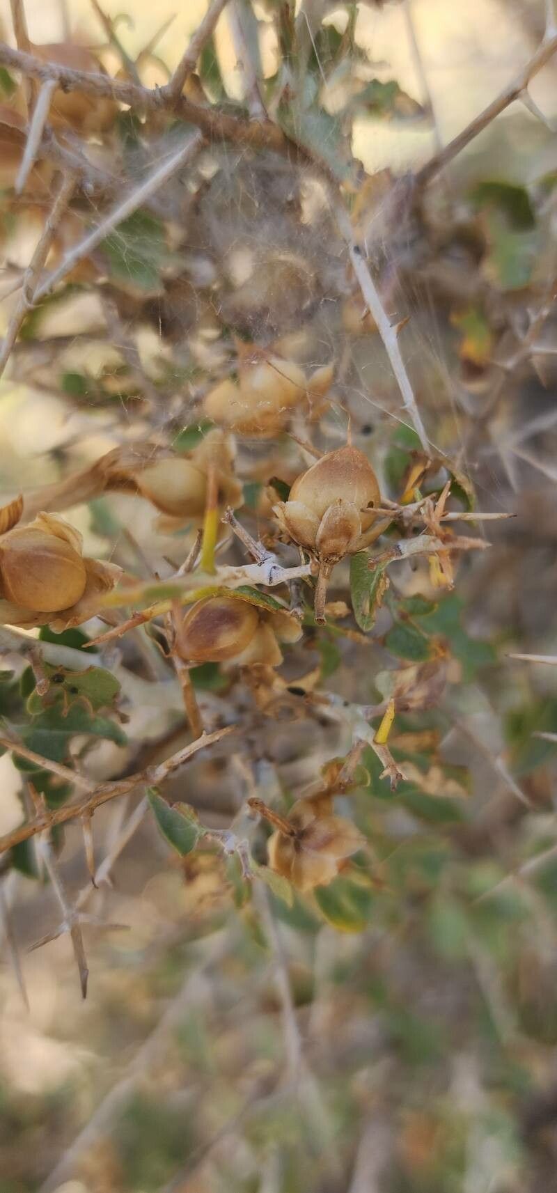 Convolvulus leiocalycinus fruit