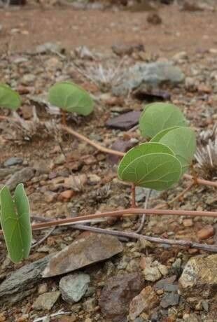 Tylosema fassoglense — houseplant care guide