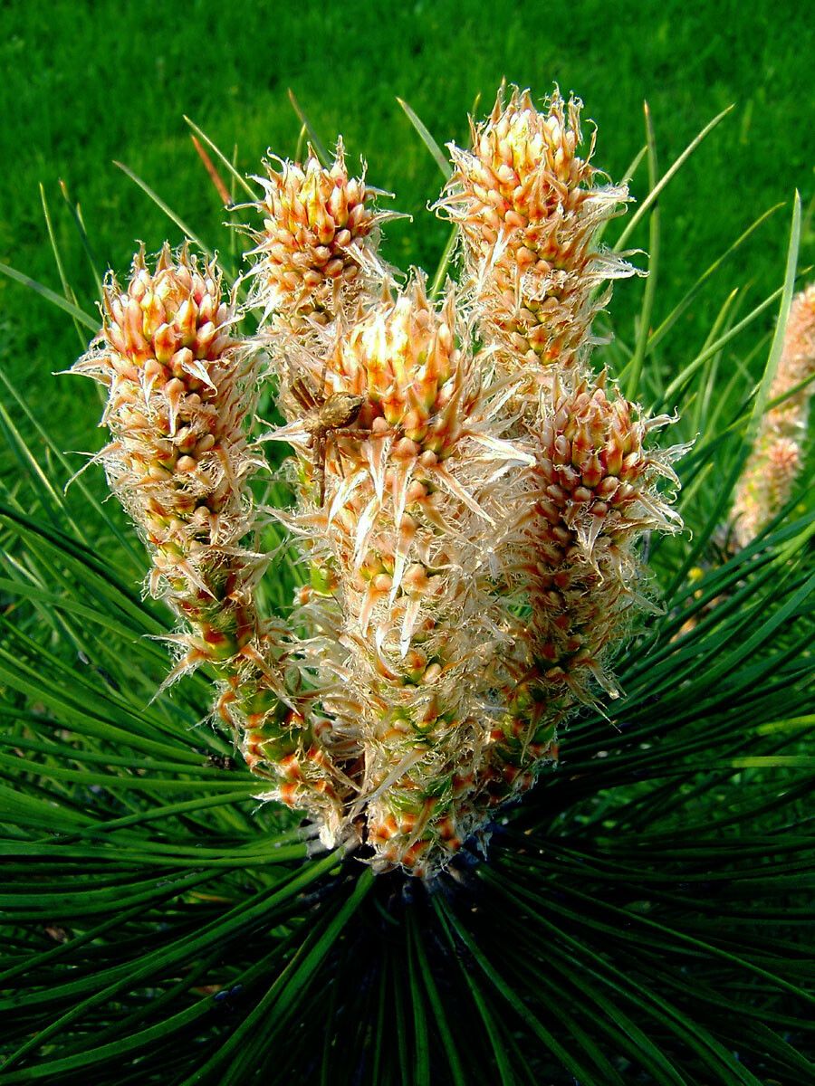 Pinus canariensis flower