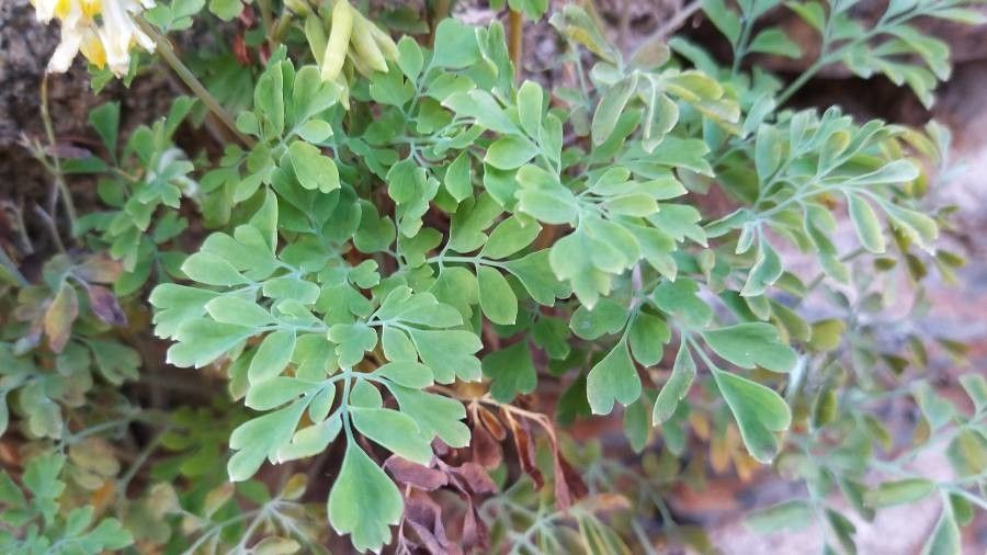 Pseudofumaria alba — search result for 'Papaveraceae'