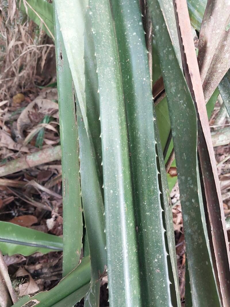 Pandanus alticonvexus — related species from the same genus