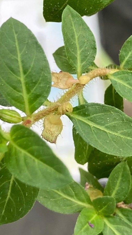 Cuphea carthagenensis flower