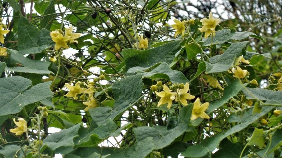 Bryonia verrucosa flower