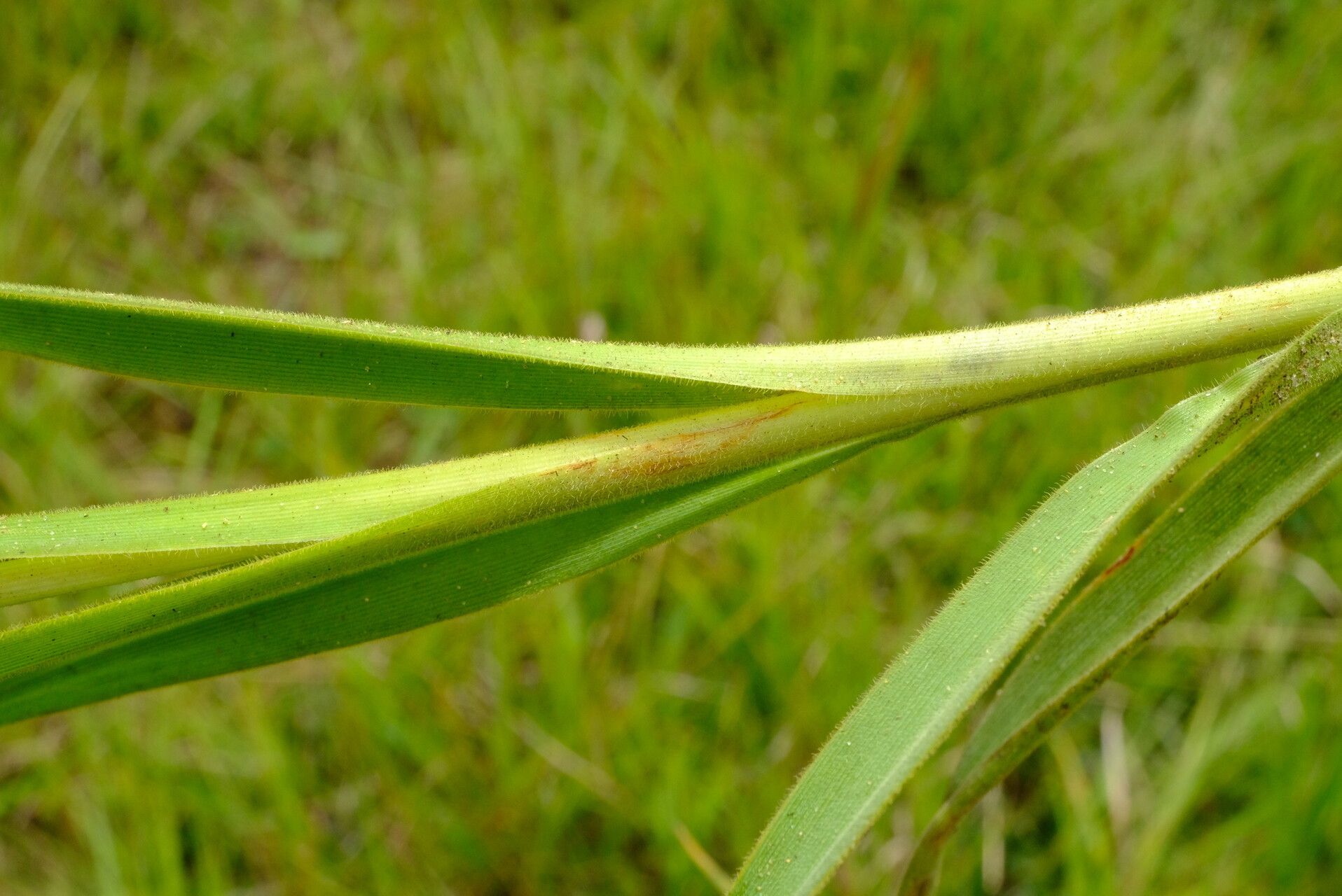 Chlorophytum velutinum leaf