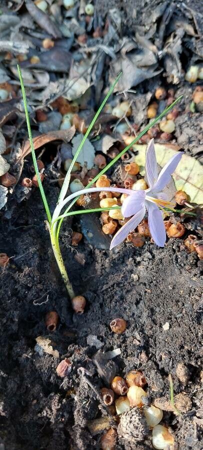 Crocus minimus habit