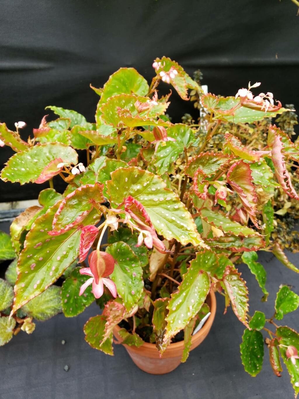 Begonia negrosensis habit