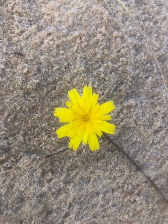 Hieracium eriophorum flower