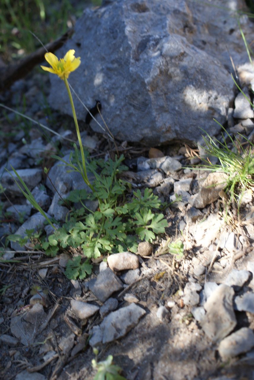 Ranunculus sprunerianus habit