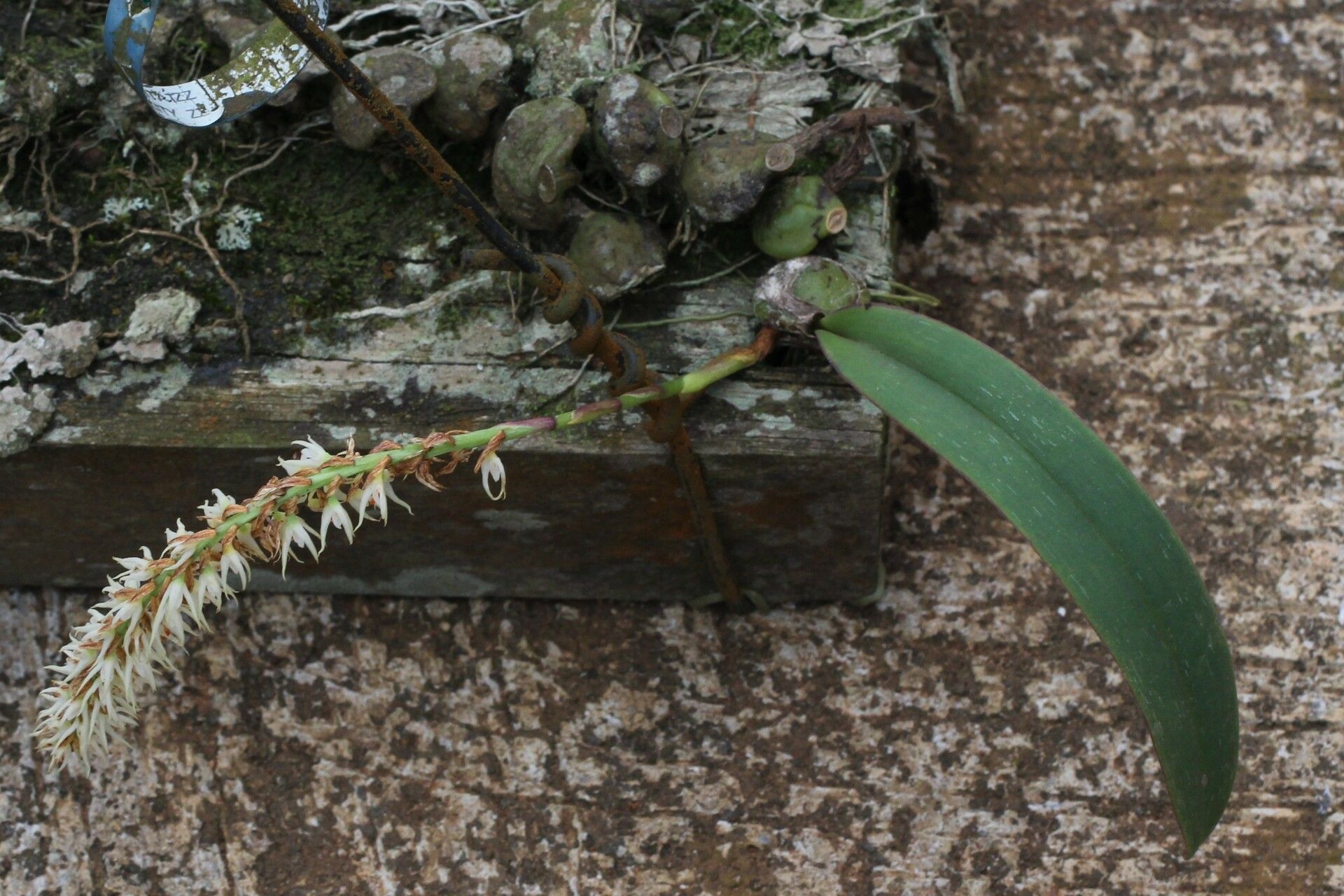 Bulbophyllum josephi habit