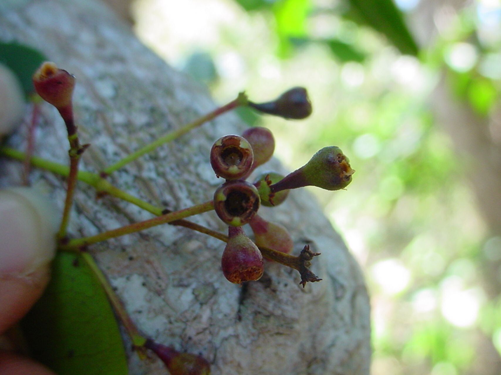 Syzygium poyanum fruit