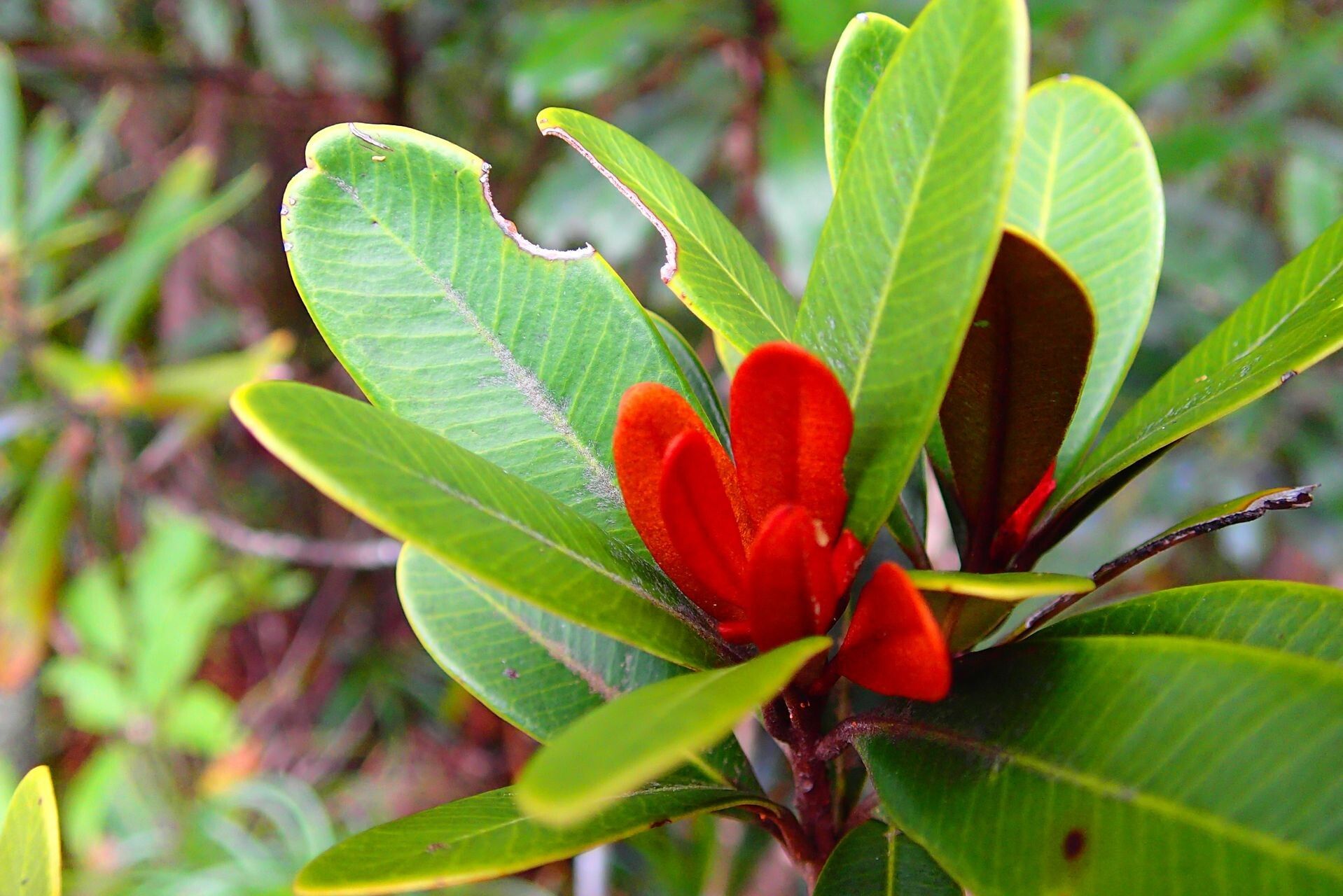 Pycnandra obscurinerva flower