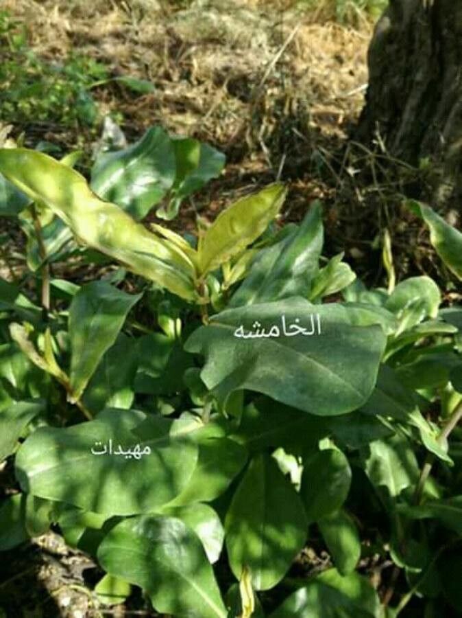 Solandra guttata leaf